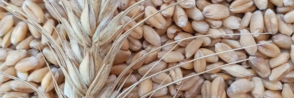 جوانه گندم برای چاقی صورت