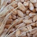 جوانه گندم برای چاقی صورت