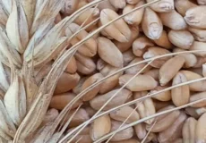 جوانه گندم برای چاقی صورت